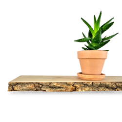 SVVEHYLDE MED OPHNG, BARKKANT